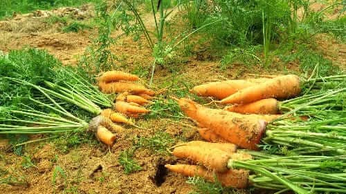 당근-수확-조리법-먹는법