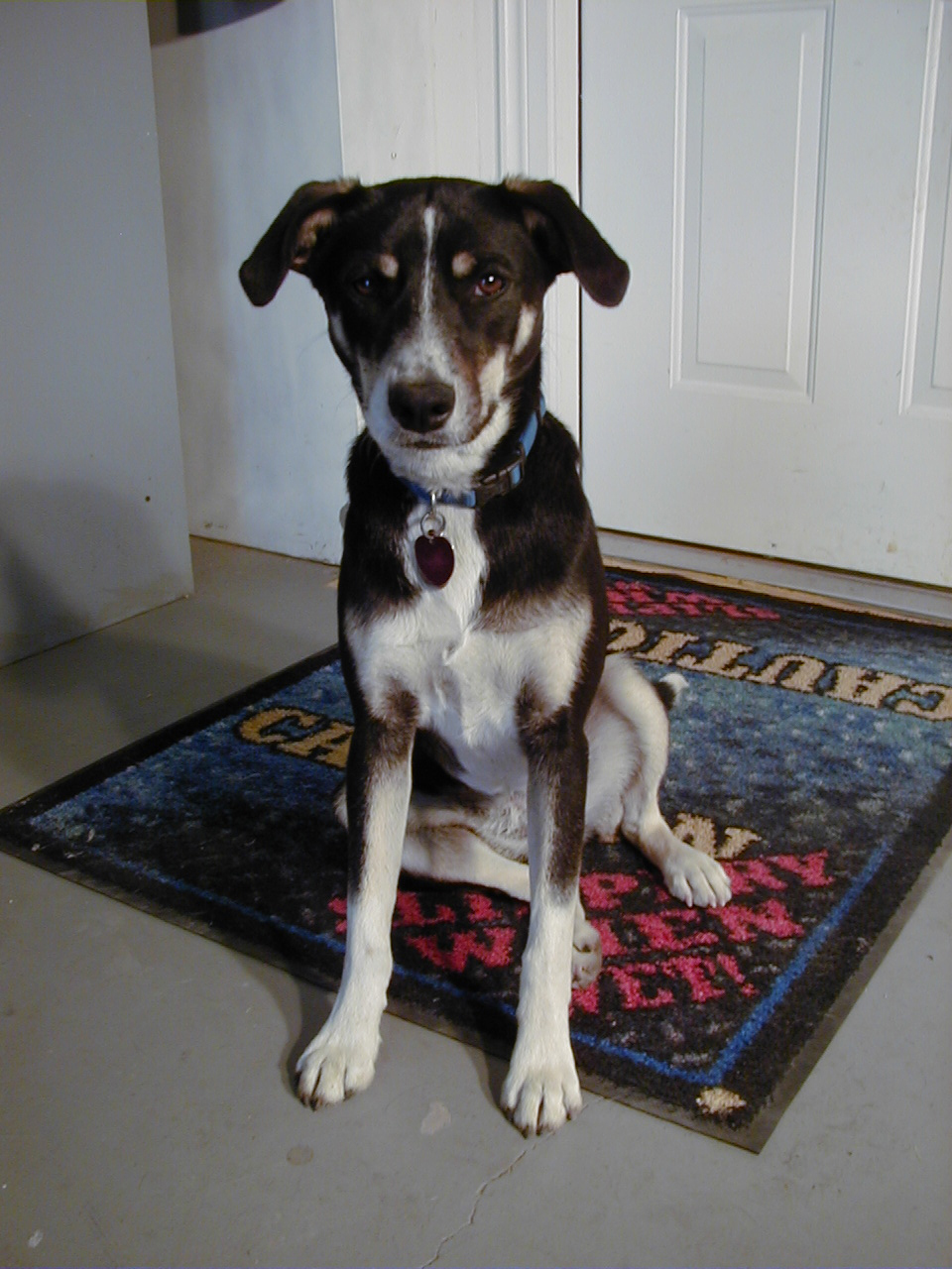 집에 혼자 있는 강아지 사진