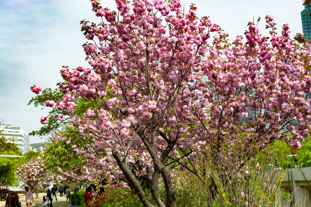 왜 나이들면 꽃 사진을 많이 찍을까?
