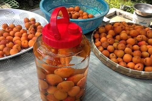 살구-수확-살구주-만드는법-담그는법