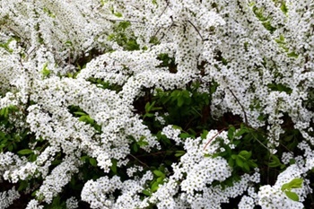 이팝꽃 명소, 조팝나무 이팝나무 차이와 꽃말 개화시기