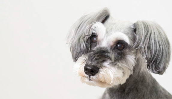 귀여운 미니어처 슈나우저