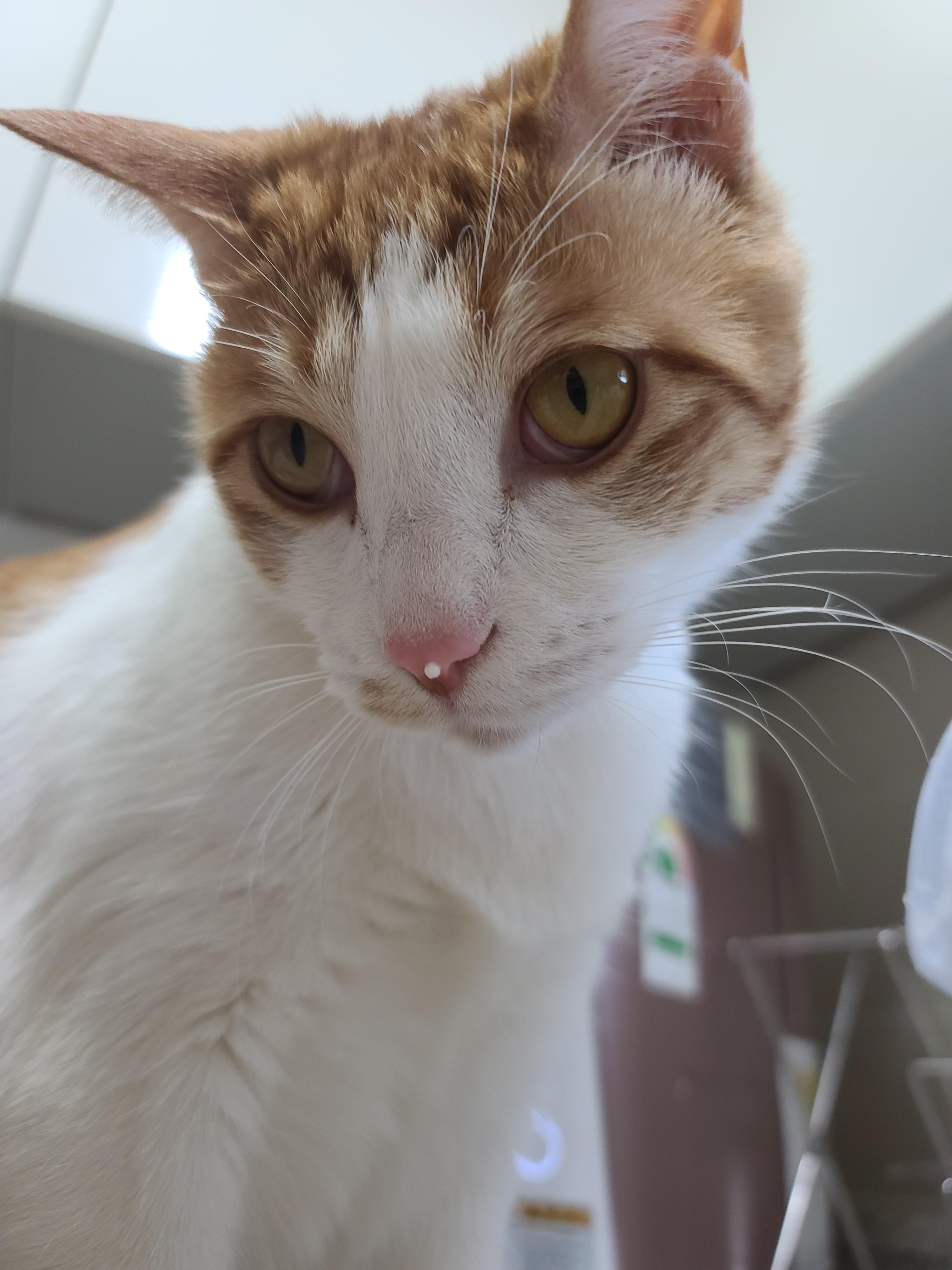 막둥이 삐용이의 방광염 스토리. 내가 생각하는 막둥이 방광염의 원인. 고양이 방광염.