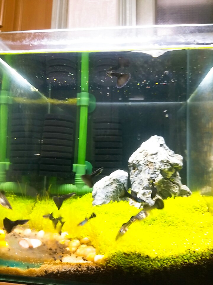 이 사진은 열대어 구피의 사진입니다