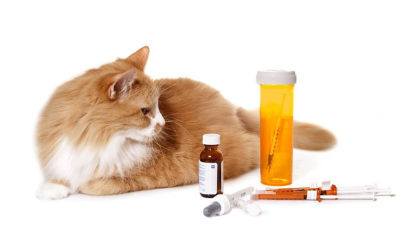 피부병 약과 고양이.