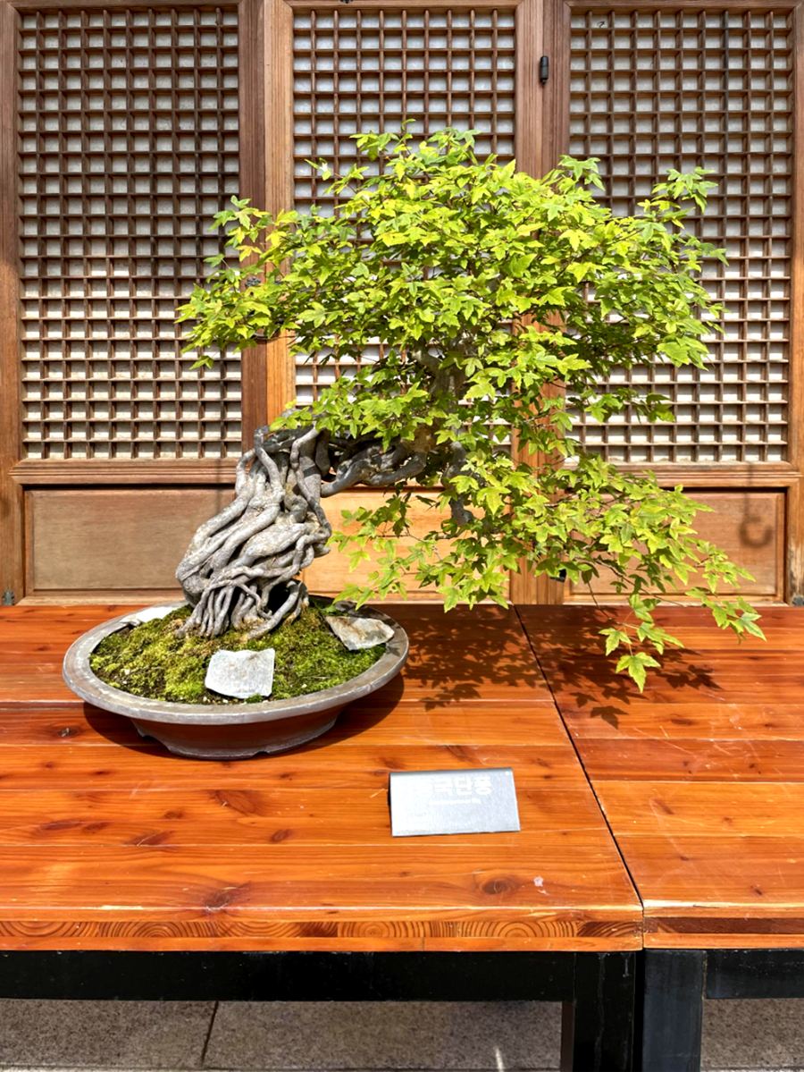 국립 세종수목원 분재원 여행