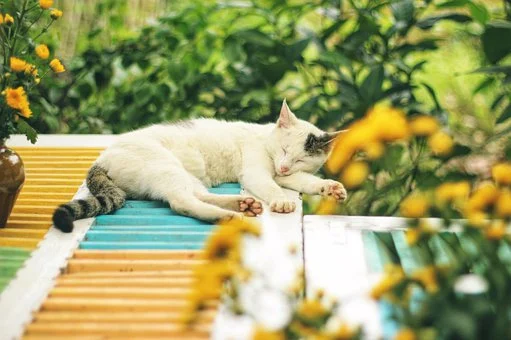 고-양-이2