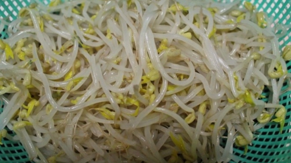 숙주나물 사진