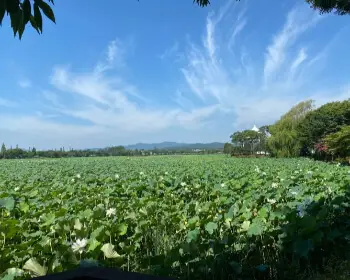 무안 연꽃축제_3