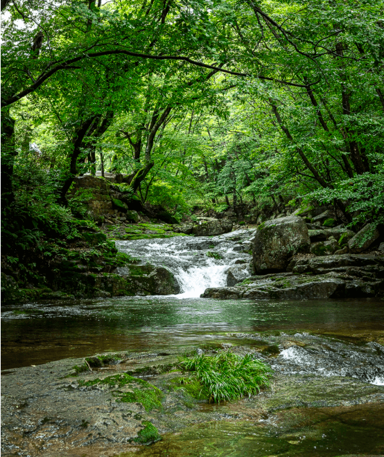 곡성-도림사계곡