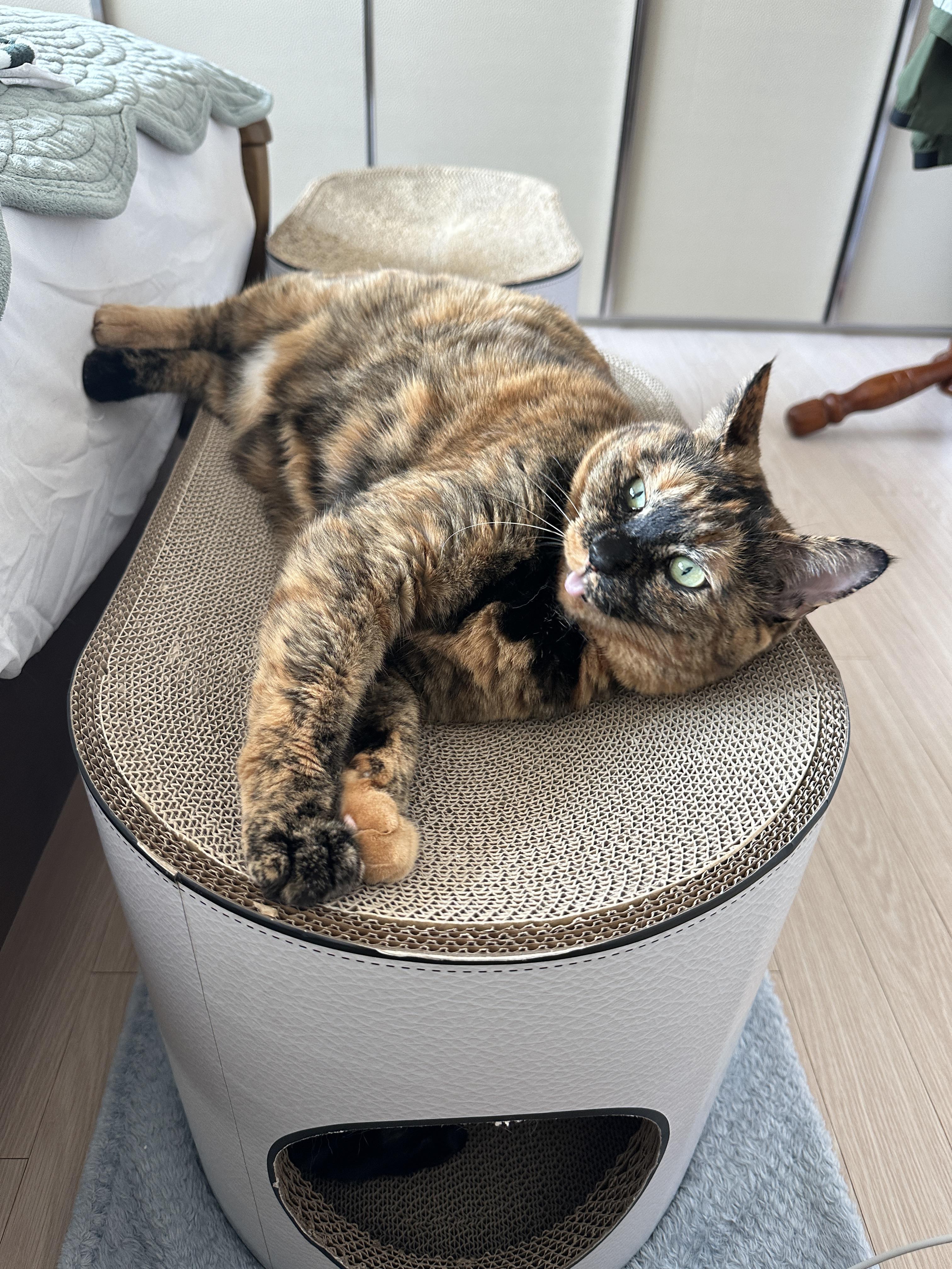 새_스크래쳐_위에_누워서_발라당발라당_기분좋은_카오스고양이_사랑이