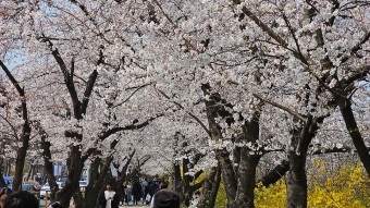 여의도 벚꽃축제 일정