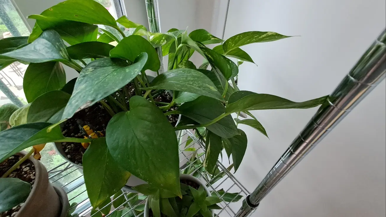 베란다에 있는 스킨답서스