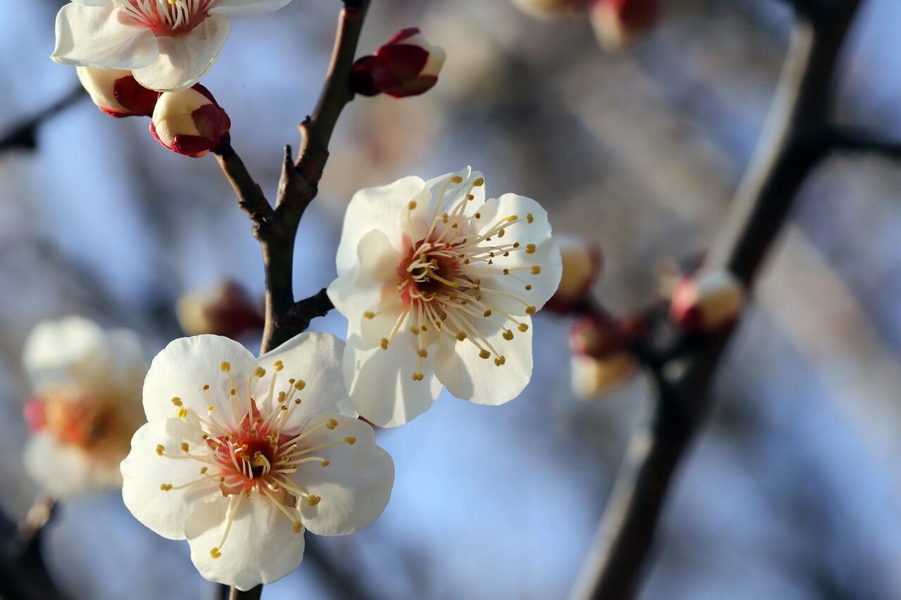 2025 원동매화축제