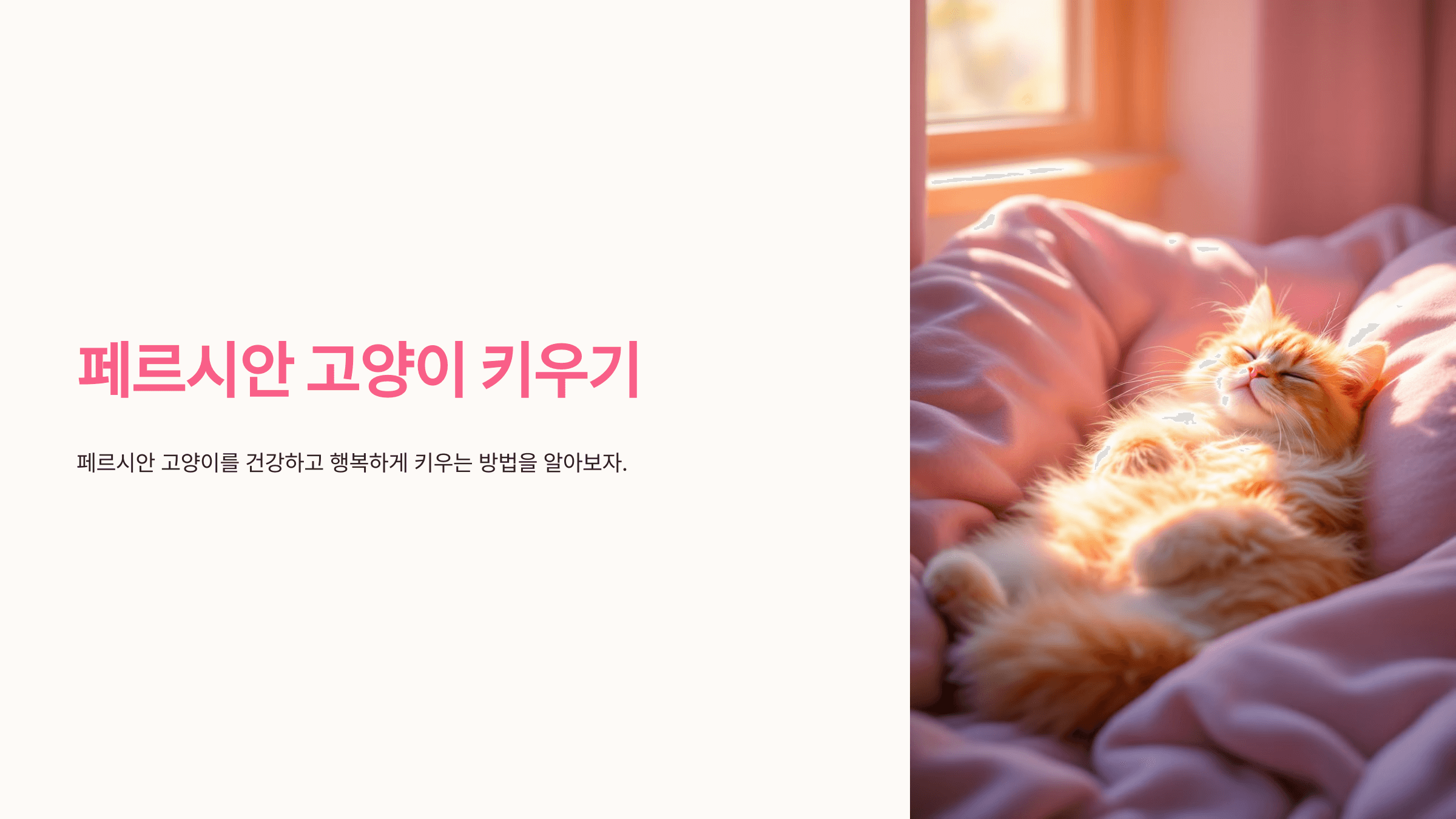 페르시안 고양이 사진입니다.