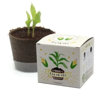 옥수수 키우는 법 품종 파종 수분수 당도 올리는 비결_4