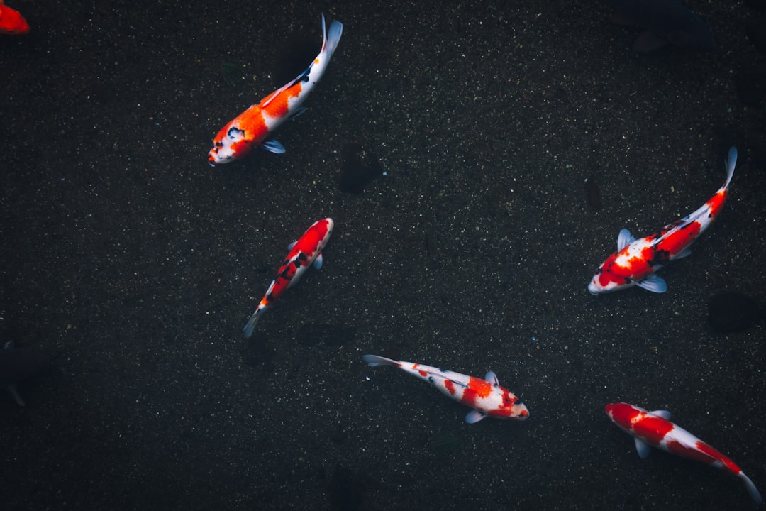 Bonghwang (the festival's name Inje Bingeo Festival refers to a type of fish called bingeo in Korean).