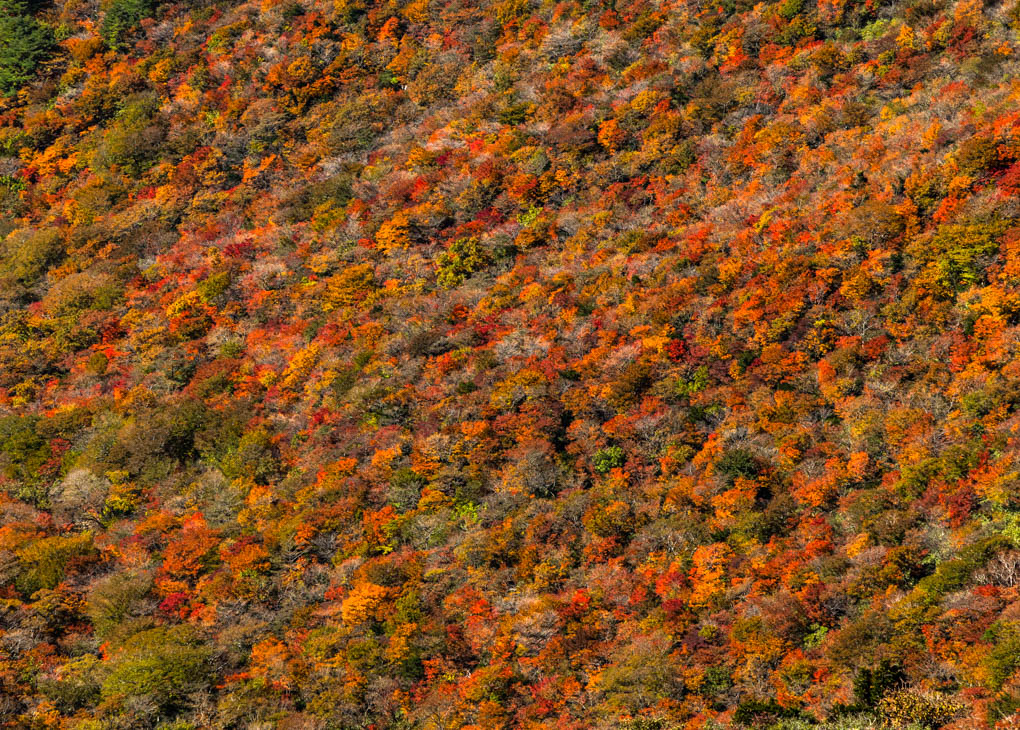 한라산 단풍나무