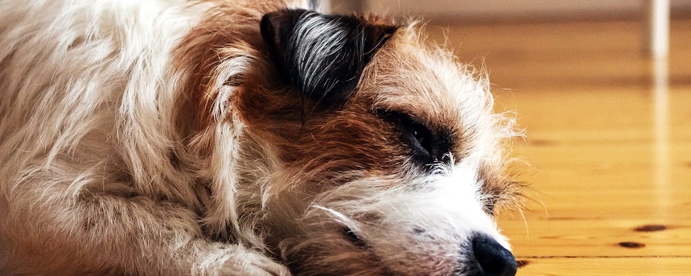 강아지 처음 목욕시키는 방법 11