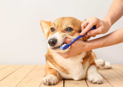 양치되는 코기.