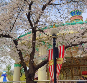 대구 이월드 벚꽃 축제
