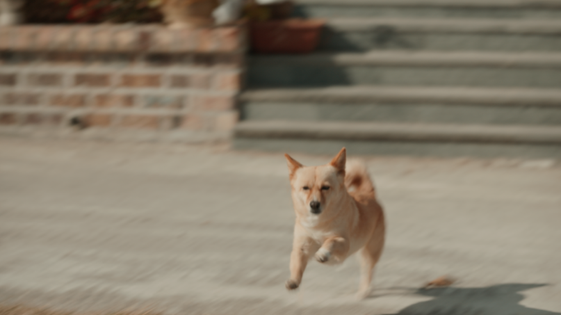 영화 대가족 아이들을 향해 달려가는 강아지 도도