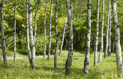 별 헤는 서울숲