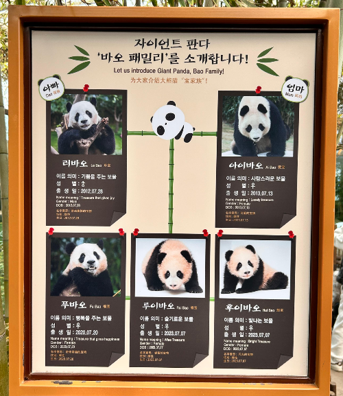 에버랜드 막내 판다 이름 슈바오 확정 자주 묻는 질문