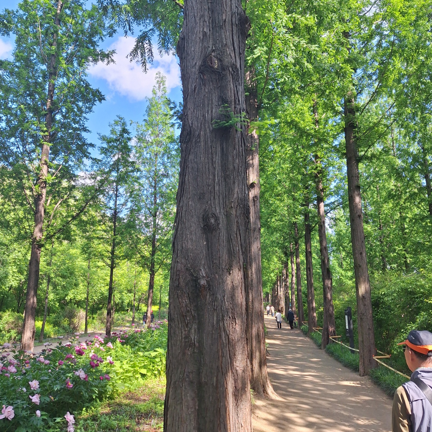 서울 둘레길 15코스-하늘공원 메타세콰이어숲길