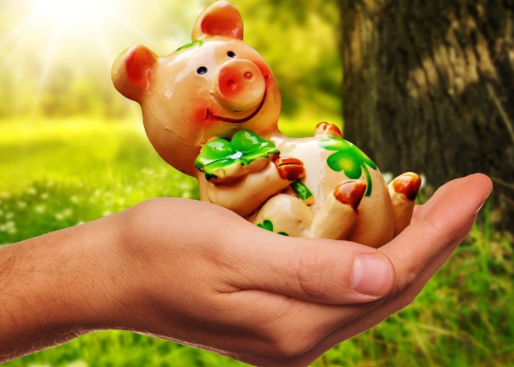 a smiling miniature pig held in a hand