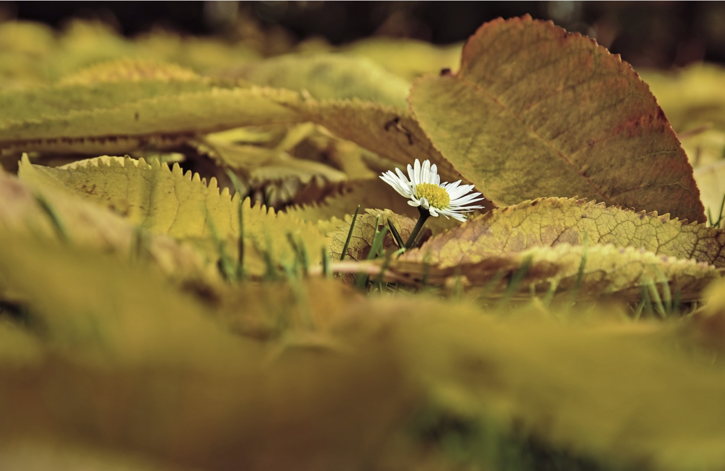 장태산 자연휴양림 단풍시기