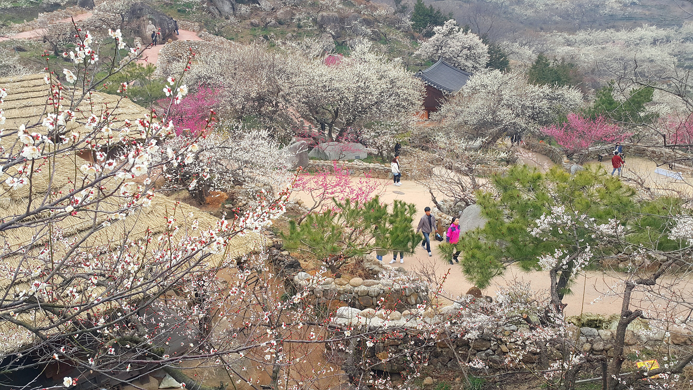 매화축제