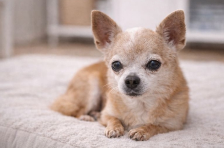 강아지 심장병 증상과 예방법 관련 사진