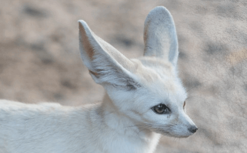 에버랜드-자유이용권-할인