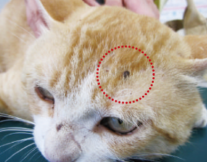 고양이의 진드기