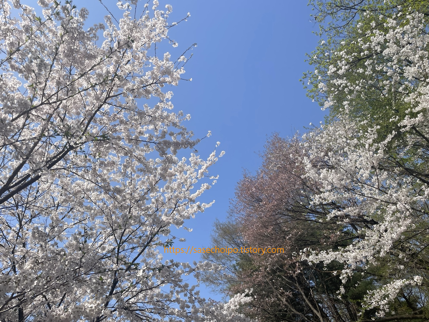 벚꽃 사진
