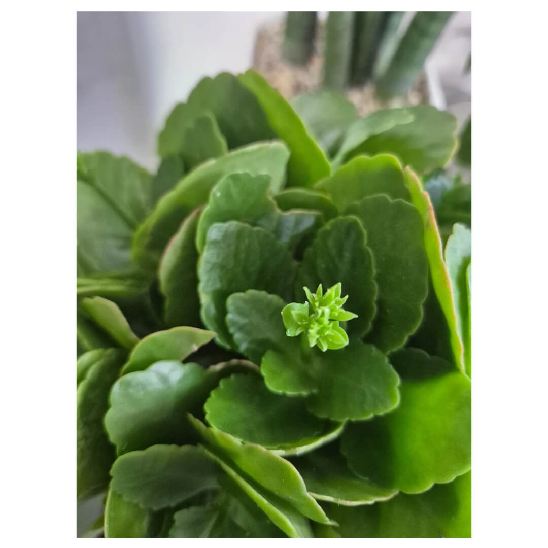 칼랑코에 사진입니다.