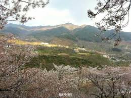  화개장터 벚꽃축제 축제