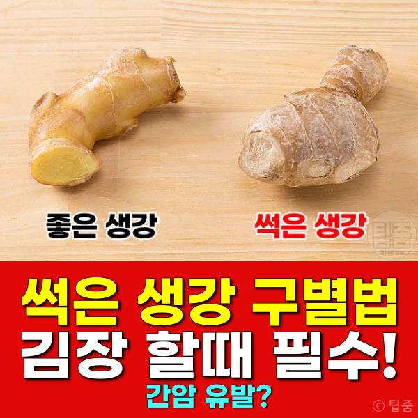 썩은 생강 구별법 김장 김치