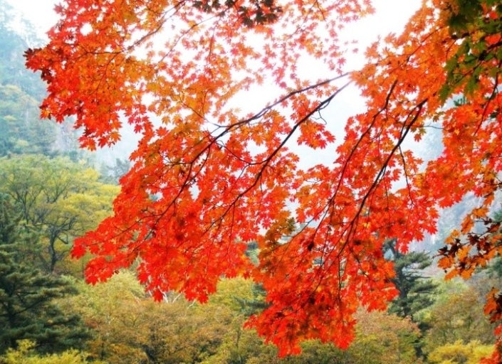 서울 단풍 산책 BEST 5