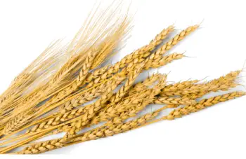 슈퍼푸드 귀리 가격과 효능, 영양성분