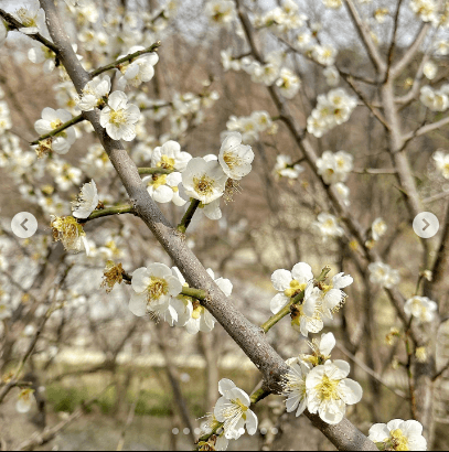 피나클랜드 튤립 수선화 봄꽃 축제 불꽃축제