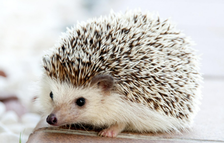 반려동물 유무에 따른 정신 건강 차이