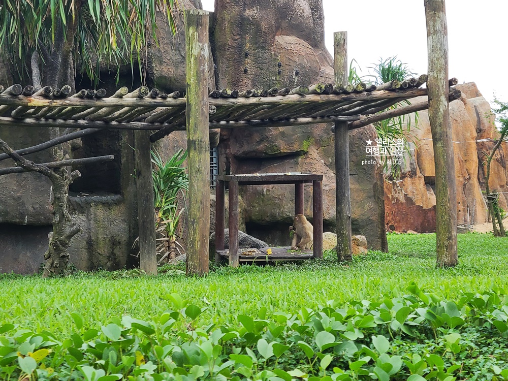 베트남 남호이안 빈원더스 사파리 후기 가격 할인입장권 예약 리버