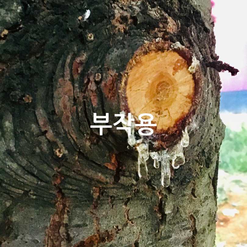 매스틱 효능,부작용,복용법