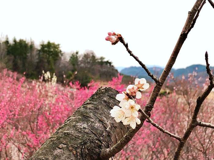 생방송오늘저녁 진주 매화숲 1년에 한 달만 개방 홍매화 매화꽃 식물원