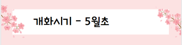봄꽃 여행지