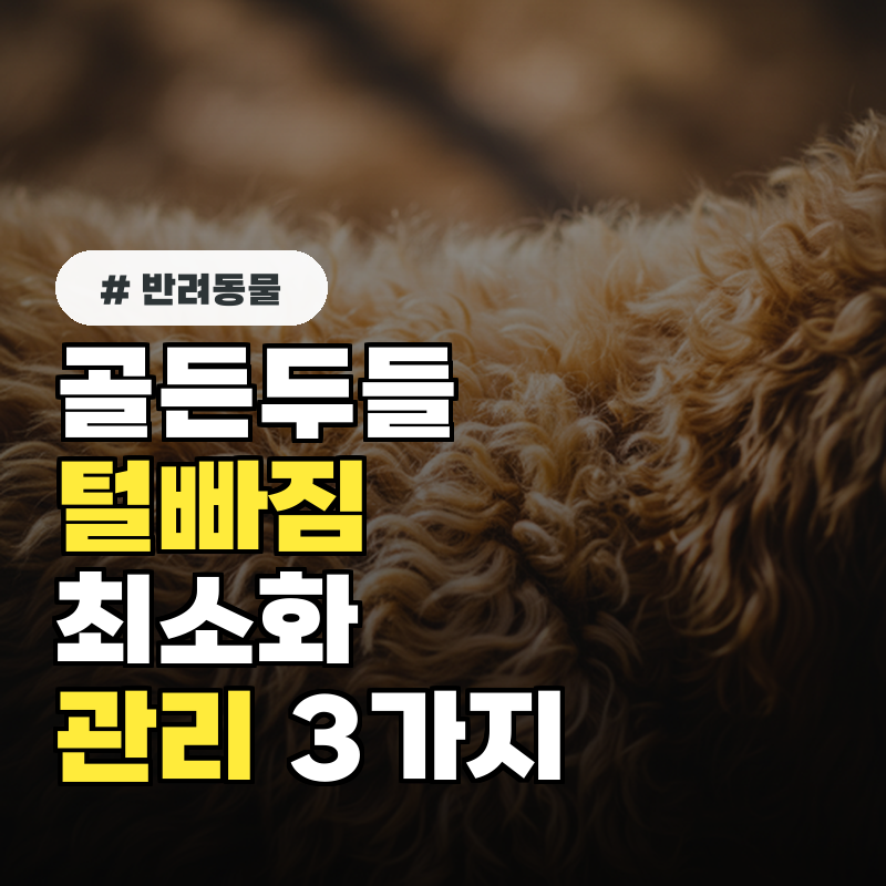 골든두들 털빠짐 최소화 미용 전 꼭 알아야 할 관리 3가지