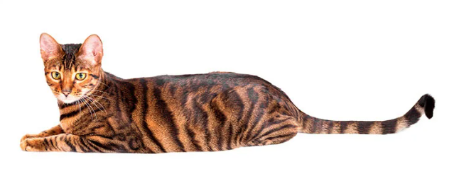 토이거 (Toyger)