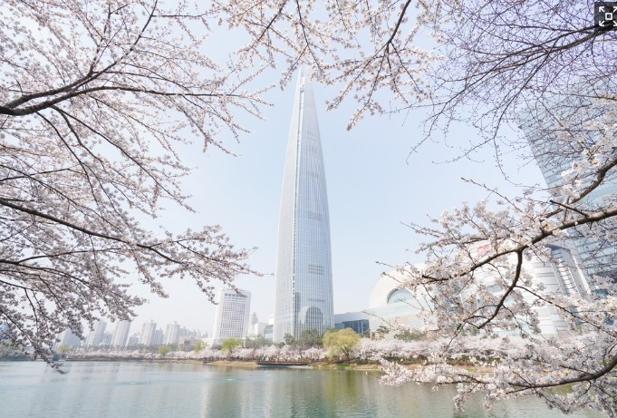 송파구 호수벚꽃축제 사진